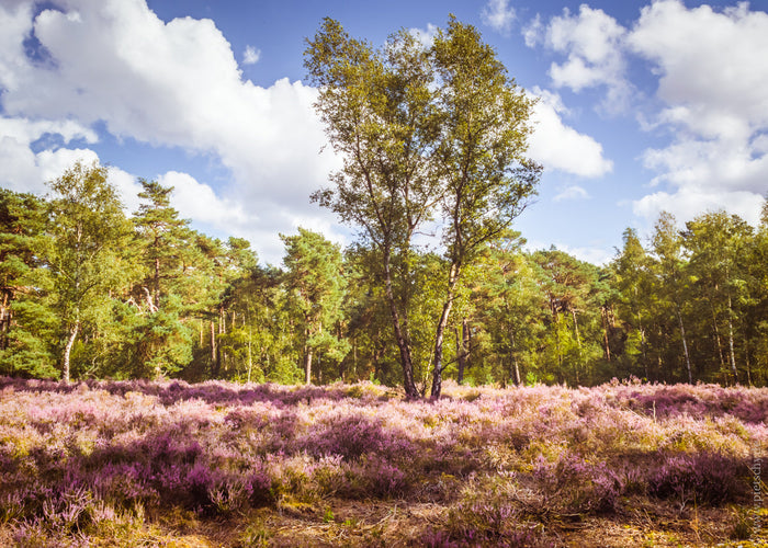 heather fields in the Netherlands, Dutch heather fields, heather landscape Netherlands, Netherlands nature photography, Dutch nature photography, autumn in the Netherlands, Dutch autumn landscape, purple heather field, heather landscape photography, Dutch