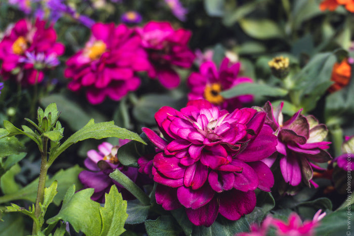 pink flower photography, pink flowers, flower photography, floral photography, colorful flower photography, pink floral art, flower wall art, floral wall art, flower photography print, botanical photography, botanical wall art, nature photography, colorfu