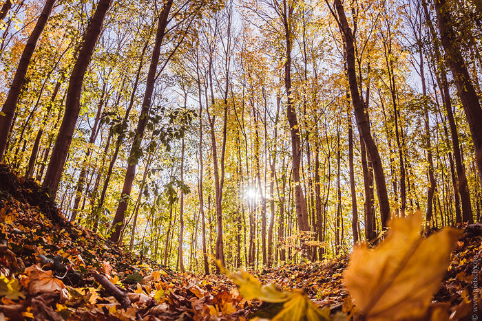Harz Mountains in autumn, autumn in the Harz Mountains, Harz Mountains Germany, Harz forest in autumn, autumn forest Germany, Blankenburg Harz, Blankenburg Germany, Harz forest photography, autumn forest photography, German autumn landscape, Germany in au