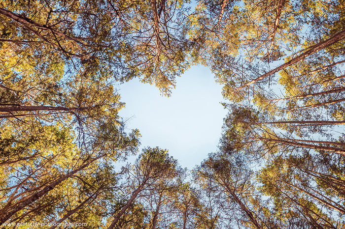 Forest in the Harz Mountains, Heers Forest Blankenburg, Stefanie Pietschmann Photographer, nature photography Harz, Pietschy Photography, Regenstein Castle surroundings, spiritual forest walks, nature’s tranquility Germany, sustainable wall art, storytell