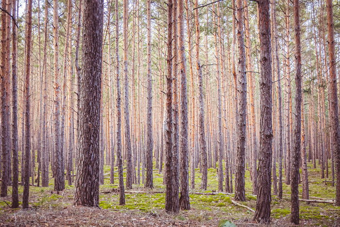 Heers Forest Blankenburg, forest in Blankenburg Harz, Harz mountains forest photography, Heers Wald Blankenburg, pine forest Harz Germany, Blankenburg nature photography, Harz landscape photography, German forest fine art print, woodland photography Germa