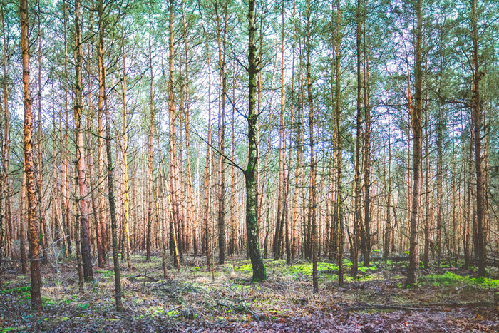 Dutch forest, woodland photography Netherlands, Stefanie Pietschmann Photographer, serene nature landscape, Pietschy Photography, forest light and texture, mindful nature connection, fine art forest print, sustainable wall art, storytelling photography