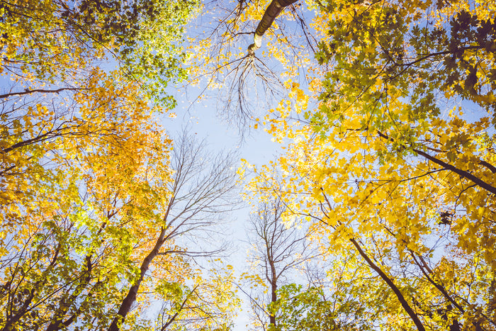 Autumn in Germany, Germany in autumn, German autumn landscape, autumn forest Germany, autumn trees Germany, fall colors Germany, German forest photography, autumn nature photography, autumn landscape photography, Germany nature photography, autumn wall ar