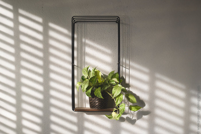 Epipremnum aureum, indoor plant photography, Stefanie Pietschmann Photographer, golden pothos decor, Pietschy Photography, fine art plant photography, natural light and shadow, still life interior photography, sustainable wall art, storytelling photograph