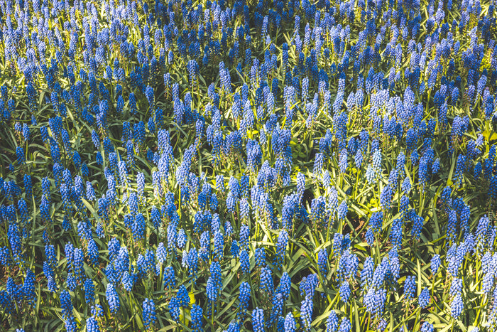 Keukenhof gardens in spring, Keukenhof tulips Netherlands, Keukenhof flower gardens Holland, spring flowers Keukenhof Netherlands, tulip garden Keukenhof park, Keukenhof landscape photography, famous Keukenhof gardens Netherlands, Dutch tulip gardens spri