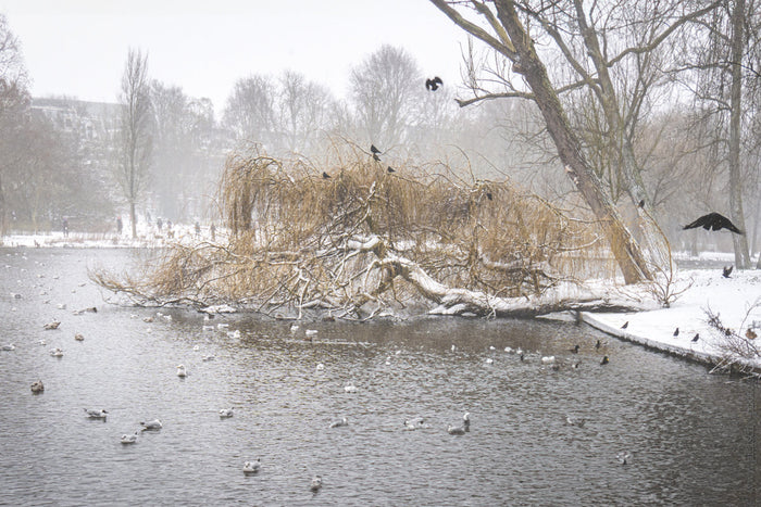 winter in Amsterdam's Oosterpark, Oosterpark Amsterdam winter, snowy Amsterdam park, Amsterdam winter photography, winter landscape Amsterdam, Oosterpark in snow, Amsterdam nature photography, winter in the Netherlands, snowy park Netherlands, Amsterdam f