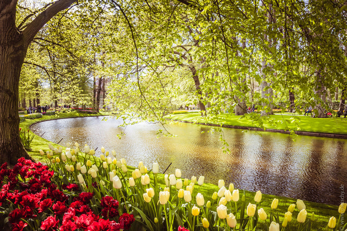 Keukenhof gardens in spring, Keukenhof tulips Netherlands, Keukenhof flower gardens Holland, spring flowers Keukenhof Netherlands, tulip garden Keukenhof park, Keukenhof landscape photography, famous Keukenhof gardens Netherlands, Dutch tulip gardens spri