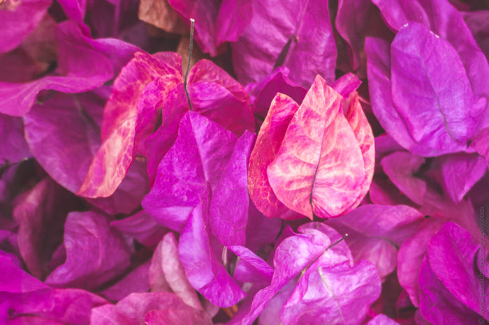 Bougainvillea Flowers, flowers in Israel, Nature Photography, Israel Floral Landscapes, pietschy photography,