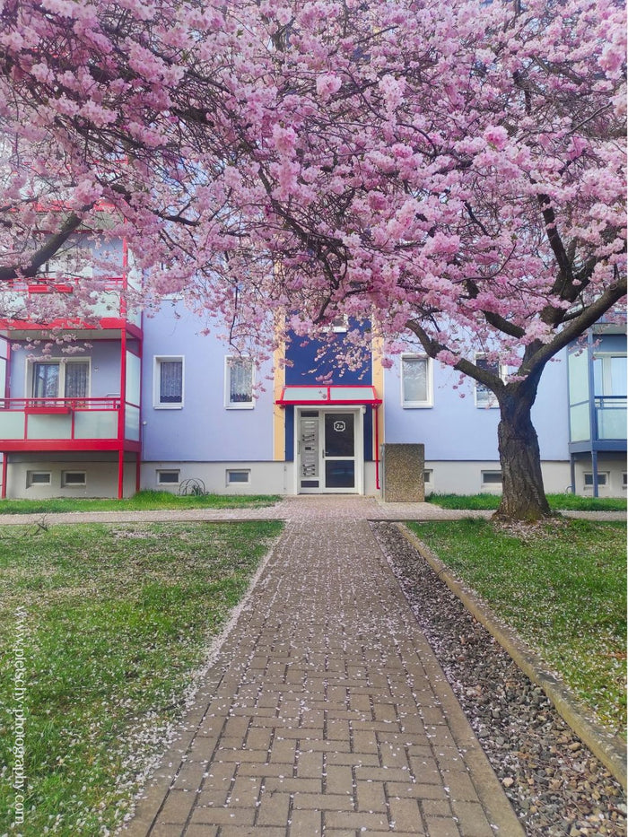 Blankenburg Germany, Blankenburg Harz, Sachsen Anhalt, Spring in Germany, Fine Art Photography, Storytelling Photography, Phone Photography, Harz Mountains