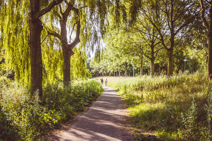 Westerpark Amsterdam, Westerpark Amsterdam nature, walking path Westerpark Amsterdam, green park Amsterdam Netherlands, summer in Westerpark Amsterdam, Amsterdam urban nature park, peaceful park Amsterdam photography, Amsterdam park landscape, Amsterdam n