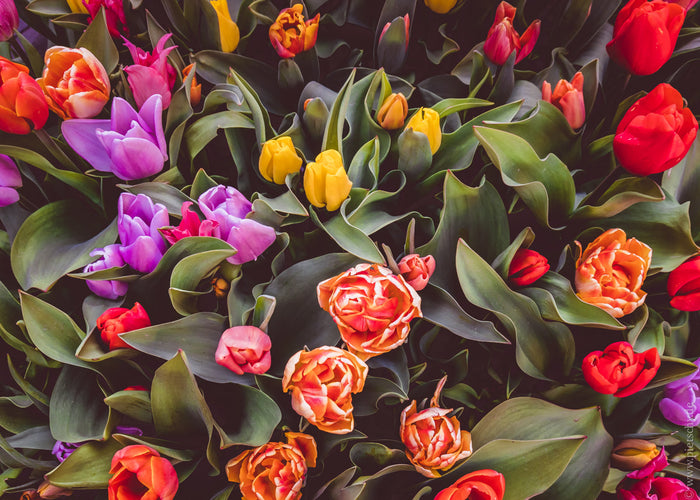 tulips in Amsterdam, Amsterdam tulip flowers, colorful tulips Netherlands, spring flowers Amsterdam, Dutch tulip field close up, vibrant tulips floral background, Keukenhof style tulips Amsterdam, blooming tulips Netherlands spring, floral texture tulips,
