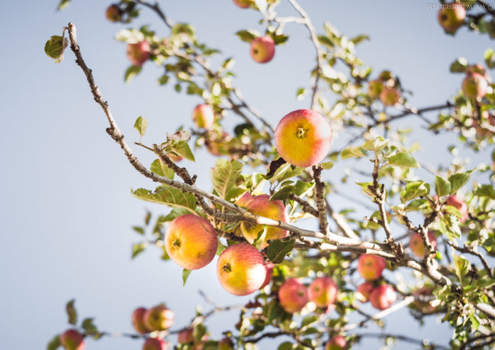 apple tree in Germany, German apple tree, apple tree in autumn, autumn apples, apple tree photography, apples on a tree, German countryside, autumn in Germany, German nature photography, autumn nature photography, apple orchard Germany, Germany landscape 