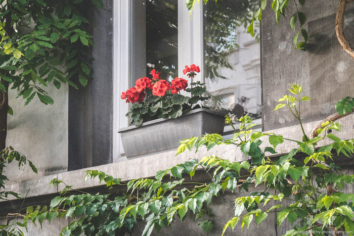 Brussels window with flowers, Brussels architecture detail, flower box window, Brussels street photography, Belgian facade detail, urban greenery Brussels, charming Brussels details, window photography Brussels, Brussels residential architecture, fine art