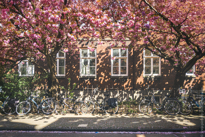 Stefanie PIetschmann photography, Spring in Amsterdam, Cherry Blossom Photography, Amsterdam Photography, Cherry Blossom Season, Amsterdam bikes