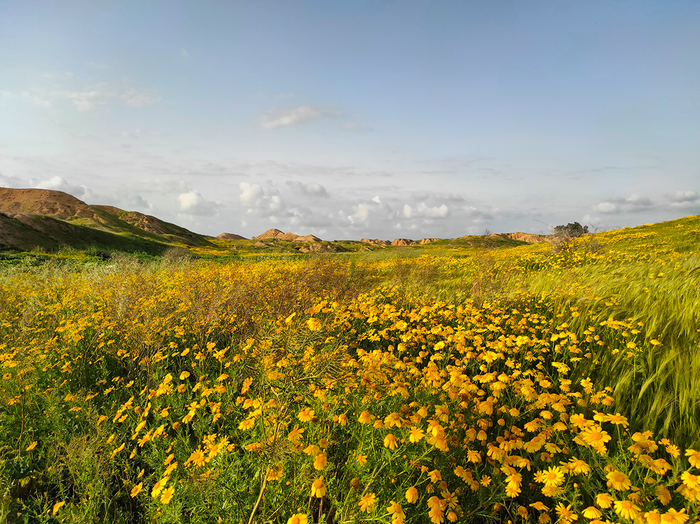 spring in the Negev desert, Negev desert wildflowers Israel, desert bloom Negev Israel, Negev desert flowers spring, wildflowers in the Israeli desert, Negev desert landscape photography, yellow wildflowers Negev desert, desert bloom Israel landscape, Neg