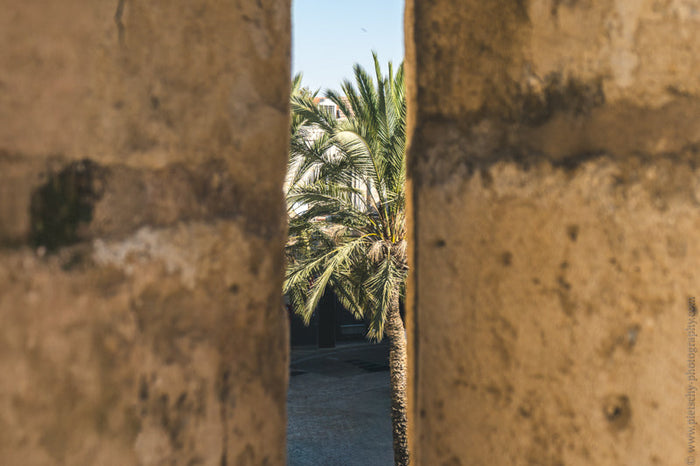 Jerusalem's Old City, Stefanie Pietschmann Photography, Palm Trees Jerusalem, Jerusalem architecture