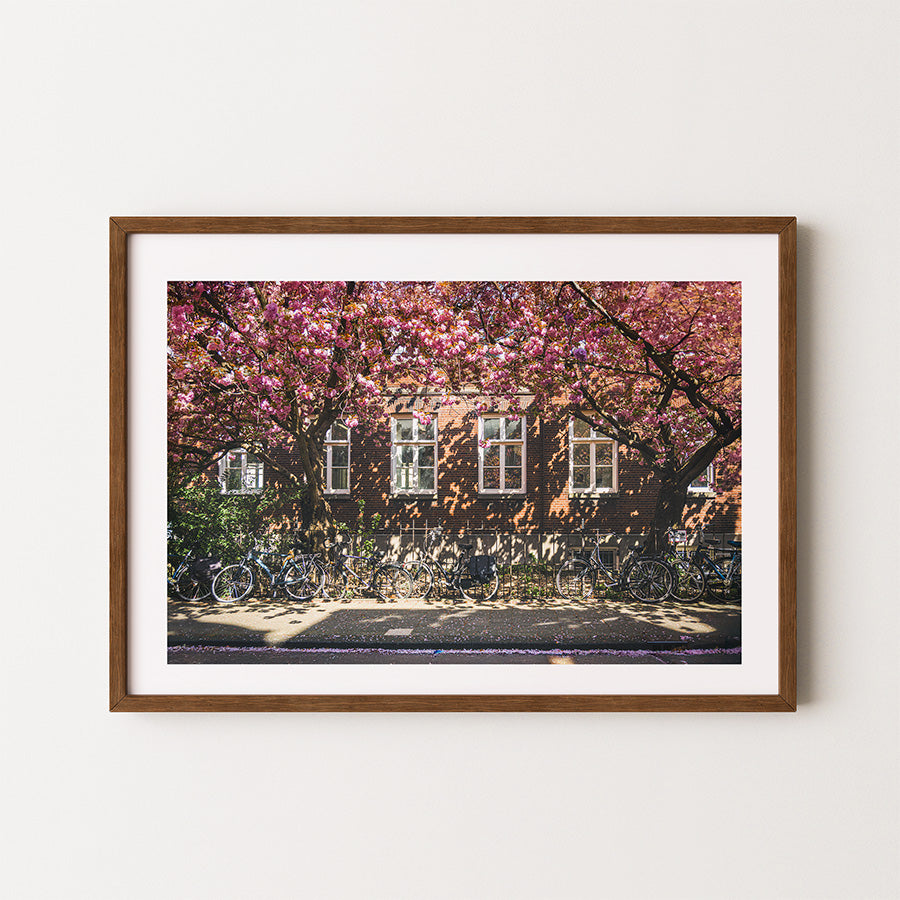 Amsterdam cherry blossom wall art, cherry blossom Amsterdam print, Amsterdam spring fine art photography, Amsterdam blossom photography print, spring in Amsterdam wall art, Amsterdam floral street photography, Dutch spring photography print, Amsterdam seasonal wall decor, cherry blossom fine art print, Amsterdam home decor wall art