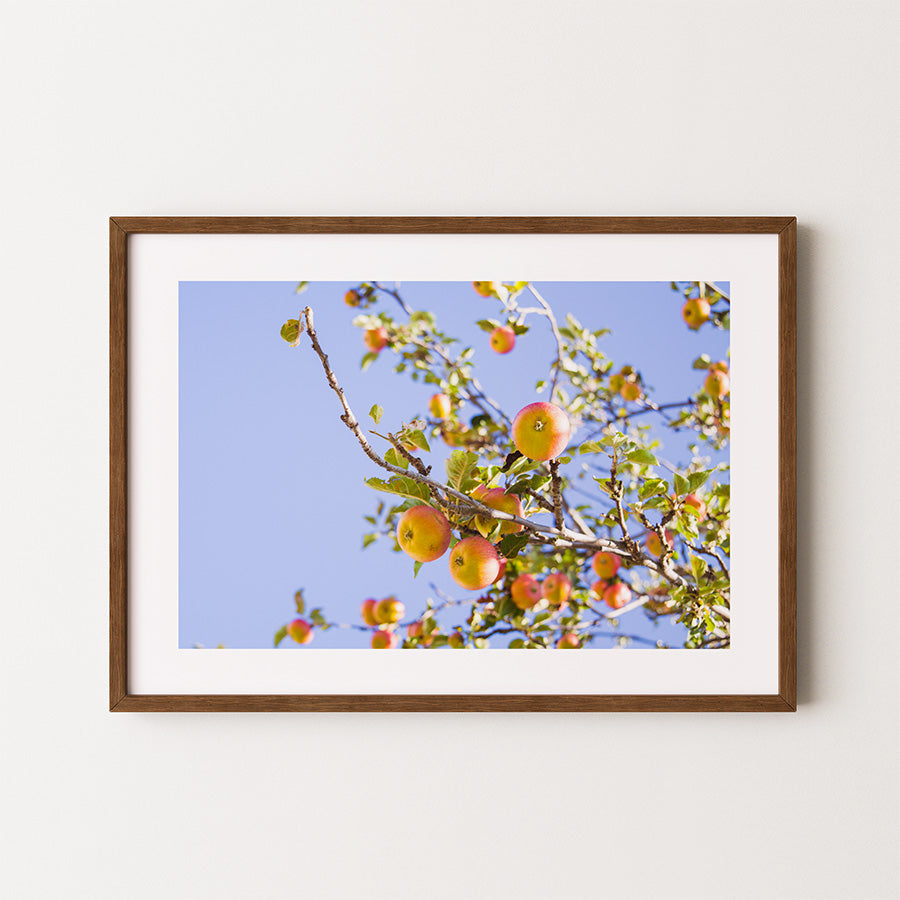 apple tree wall art, autumn tree poster, Germany wall art, rural landscape print, orchard photography, fall fine art print, seasonal nature decor, German countryside poster, rustic autumn wall art, archival giclée print, apple orchard photo, tree print for wall, minimalist autumn photography