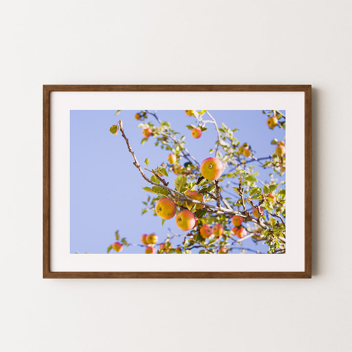 apple tree wall art, autumn tree poster, Germany wall art, rural landscape print, orchard photography, fall fine art print, seasonal nature decor, German countryside poster, rustic autumn wall art, archival giclée print, apple orchard photo, tree print for wall, minimalist autumn photography