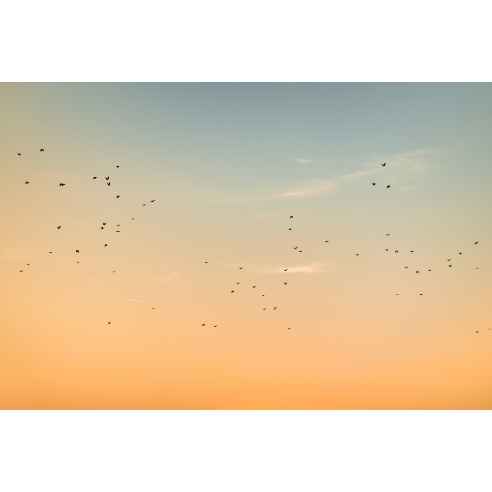 sunset wall art, birds wall art, sky photography print, cinematic fine art print, peaceful wall decor, nature poster, golden hour art, serene photography print, Netherlands fine art, minimalist nature print