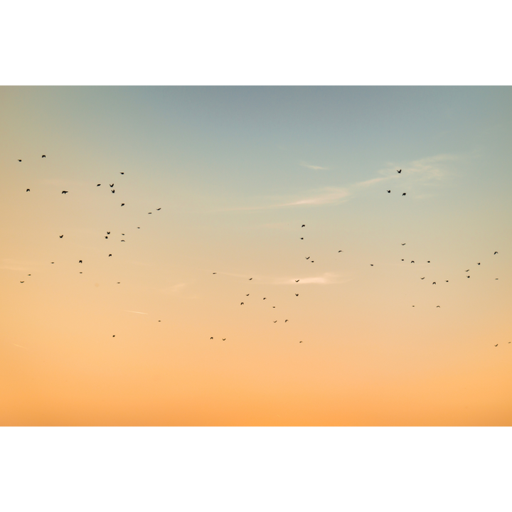 sunset wall art, birds wall art, sky photography print, cinematic fine art print, peaceful wall decor, nature poster, golden hour art, serene photography print, Netherlands fine art, minimalist nature print