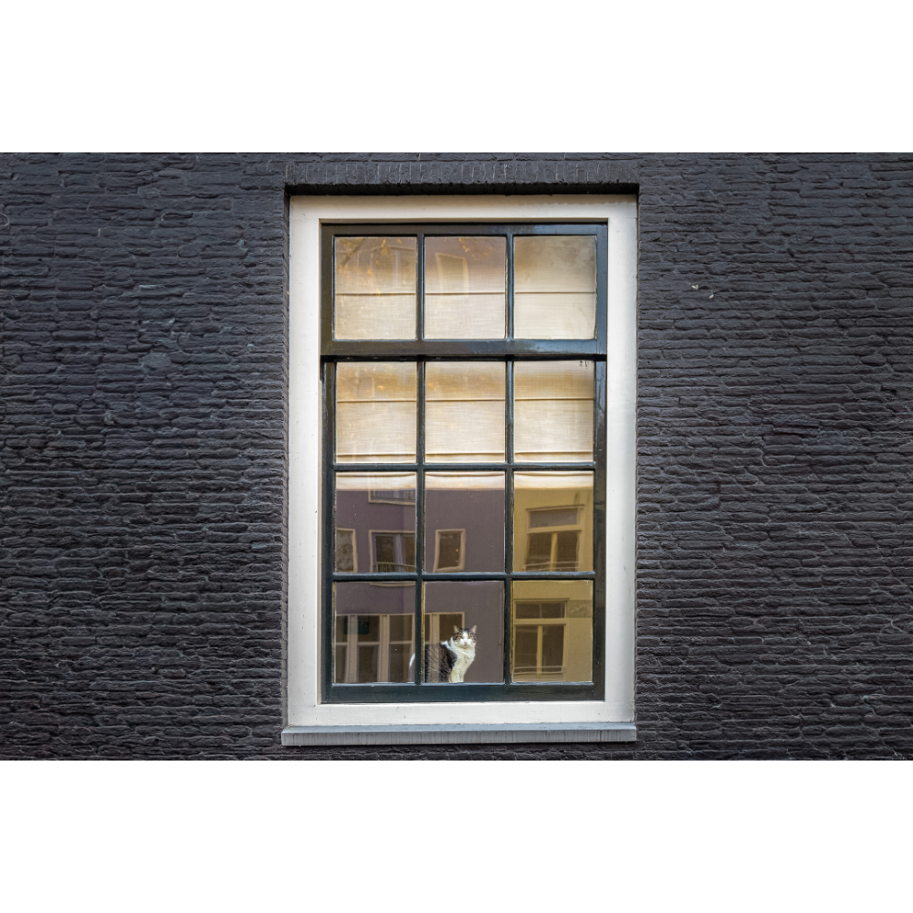 Amsterdam wall art, cat wall art, Amsterdam photography print, moody city art, fine art cat print, Dutch home decor, cat in window photo, urban stillness wall art, Europe travel print, archival fine art, storytelling photography, minimalist photo print, cat poster Amsterdam, urban nature print, interior art for cat lovers