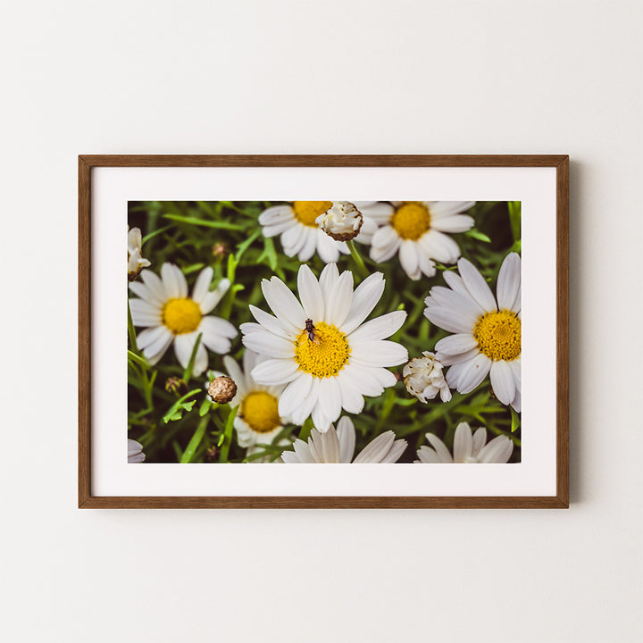 Daisy Flower Poster - Botanical Fine Art Photography Wall Art