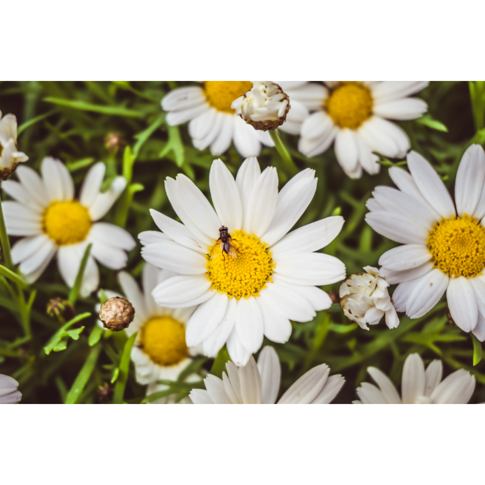 Daisy Flower Poster - Botanical Fine Art Photography Wall Art