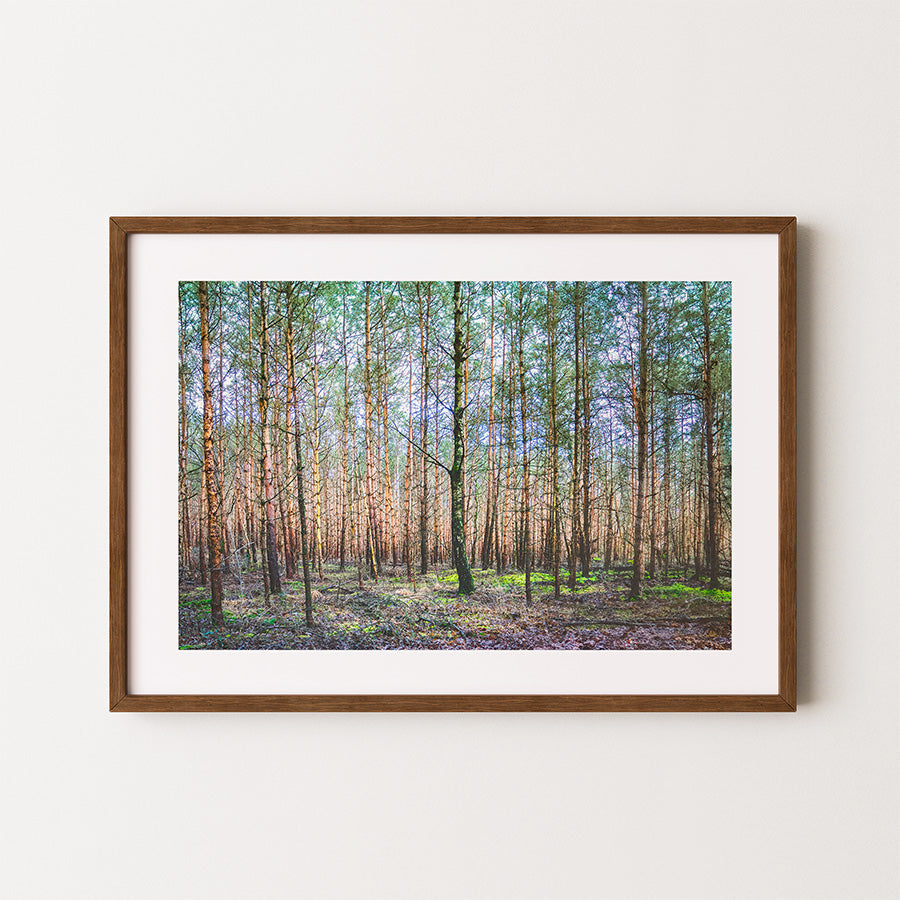 Dutch forest wall art, Netherlands nature print, moody forest poster, fine art landscape photography, woodland wall decor, autumn forest print, atmospheric photo art, forest photography wall art, mindful wall decor, Hahnemühle Photo Rag print