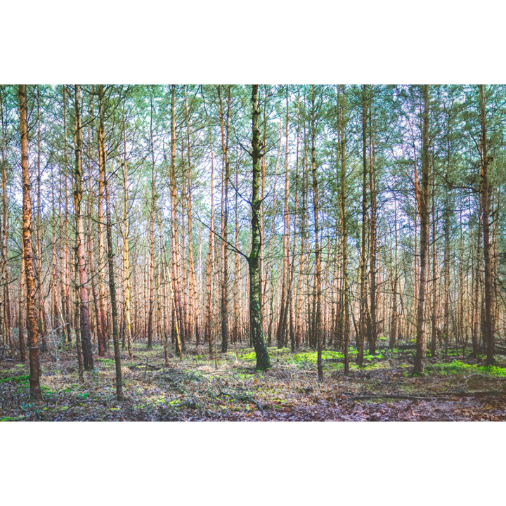 Dutch forest wall art, Netherlands nature print, moody forest poster, fine art landscape photography, woodland wall decor, autumn forest print, atmospheric photo art, forest photography wall art, mindful wall decor, Hahnemühle Photo Rag print