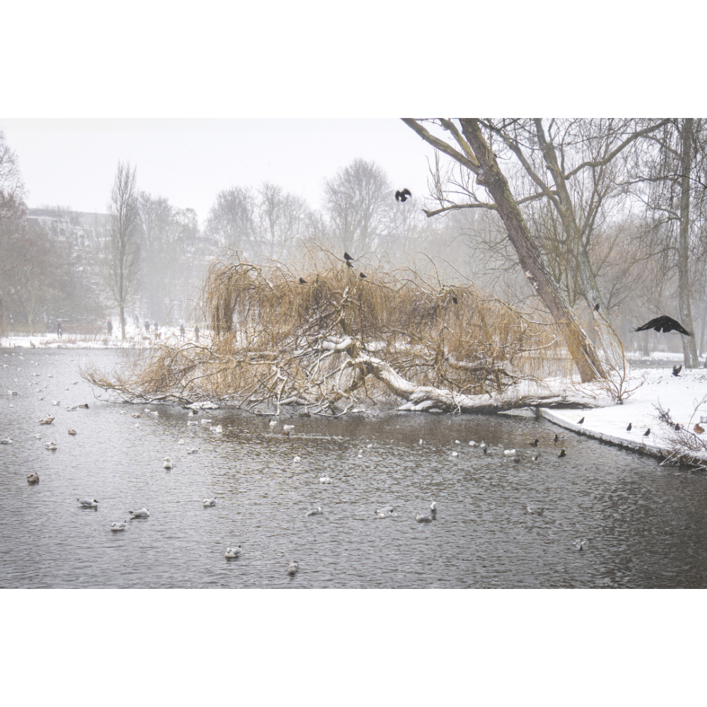 Amsterdam wall art, Oosterpark print, winter photography, fine art print, Amsterdam poster, minimalist wall art, Dutch landscape, park wall decor, serene nature photo, Netherlands travel art
