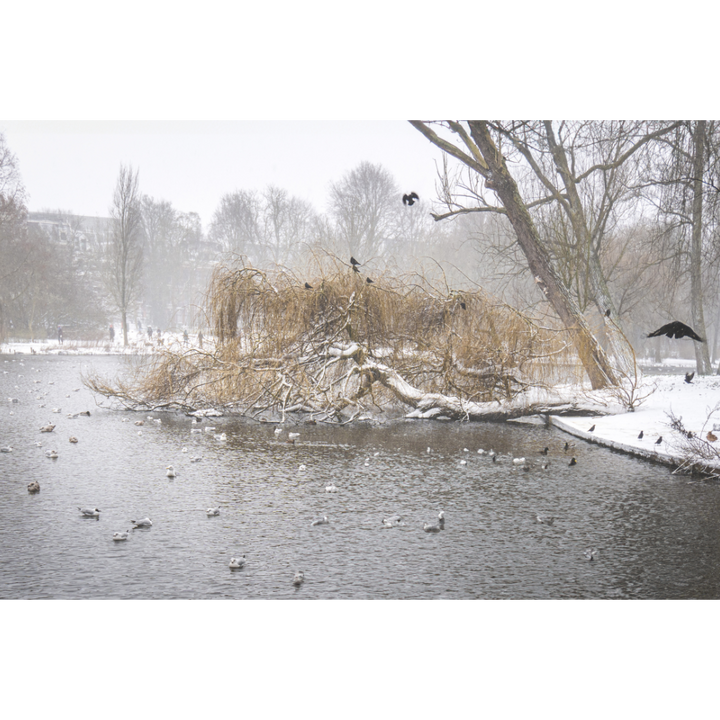 Amsterdam wall art, Oosterpark print, winter photography, fine art print, Amsterdam poster, minimalist wall art, Dutch landscape, park wall decor, serene nature photo, Netherlands travel art