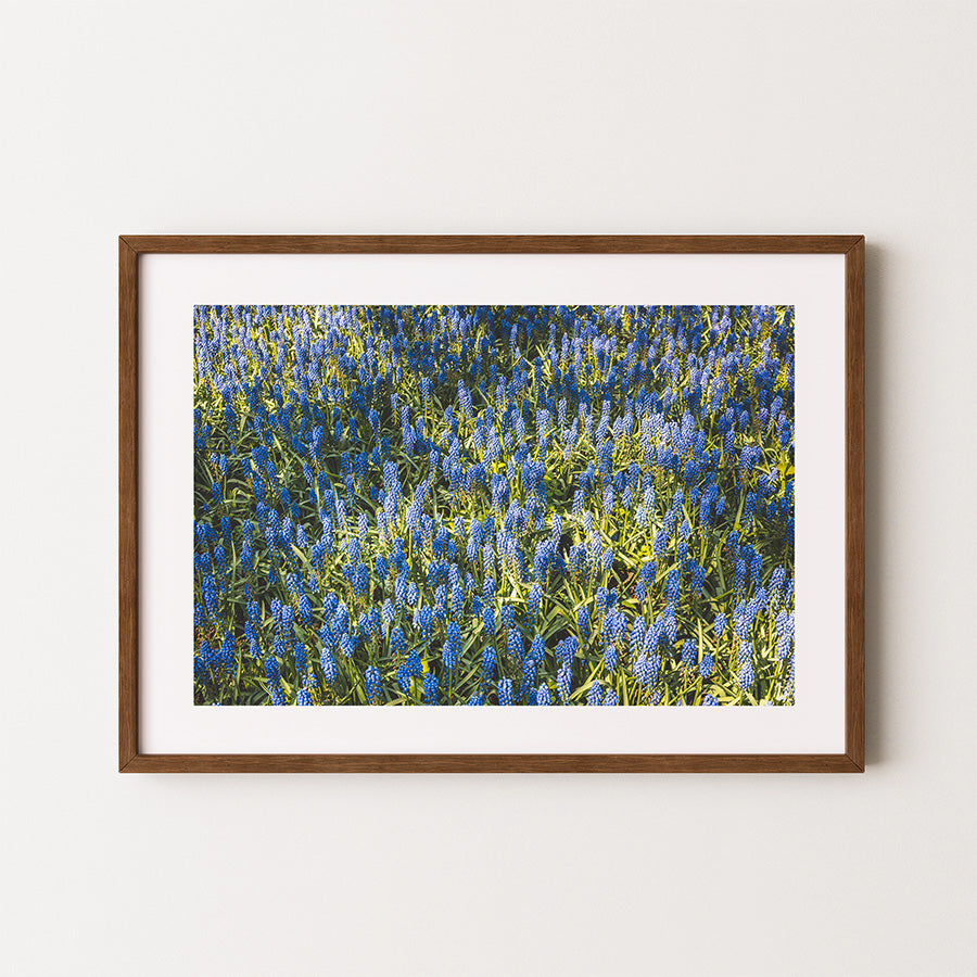 Flowers in Keukenhof poster, Keukenhof wall art, Netherlands flower print, fine art photography, floral poster, botanical wall decor, spring wall art, tulip field print, Dutch garden art, museum quality print, sustainable wall art, unframed floral print