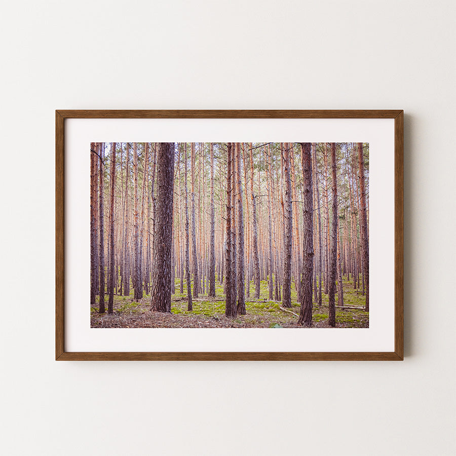 forest wall art, Germany forest print, Blankenburg Harz poster, nature photography print, fine art landscape, forest photo art, moody nature wall decor, German landscape poster, woodland photography print, tranquil forest wall art, nature-inspired home decor, fine art wall art