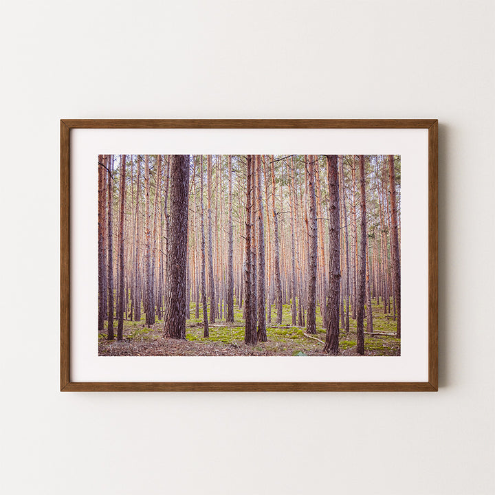 forest wall art, Germany forest print, Blankenburg Harz poster, nature photography print, fine art landscape, forest photo art, moody nature wall decor, German landscape poster, woodland photography print, tranquil forest wall art, nature-inspired home decor, fine art wall art