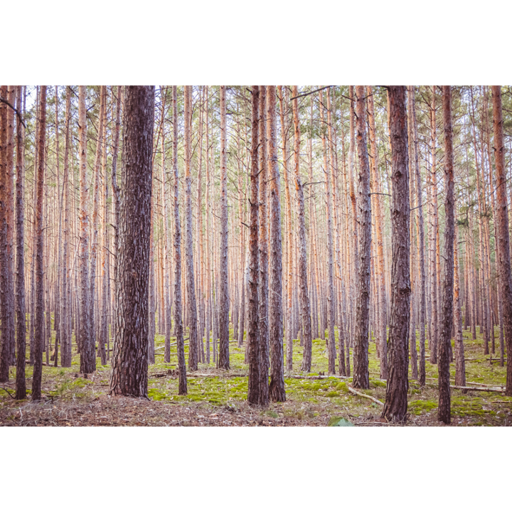 forest wall art, Germany forest print, Blankenburg Harz poster, nature photography print, fine art landscape, forest photo art, moody nature wall decor, German landscape poster, woodland photography print, tranquil forest wall art, nature-inspired home decor, fine art wall art