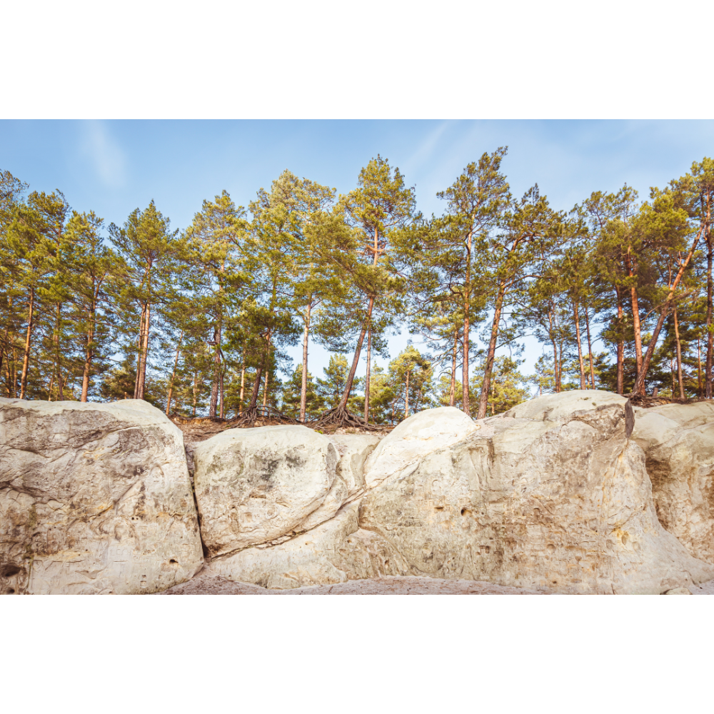 Harz Mountains wall art, forest poster, Blankenburg print, Germany nature wall art, European landscape photography, woodland print, mountain wall decor, moody forest photo, fine art photography print, archival forest print, Heers forest Germany, autumn forest wall art