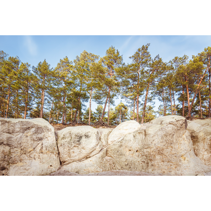 Harz Mountains wall art, forest poster, Blankenburg print, Germany nature wall art, European landscape photography, woodland print, mountain wall decor, moody forest photo, fine art photography print, archival forest print, Heers forest Germany, autumn forest wall art