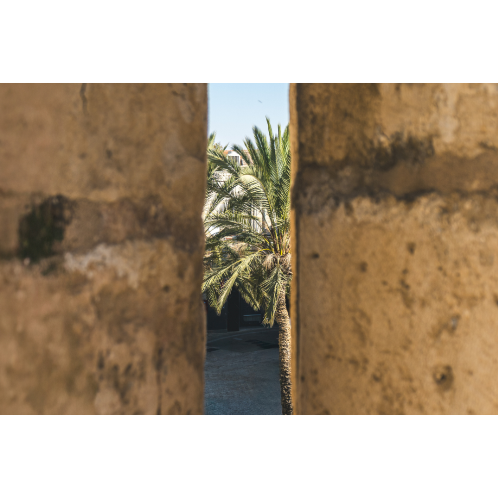 Jerusalem wall art, Israel poster, Jerusalem poster, Tower of David wall art, palm tree poster, architecture photography print, Middle East fine art, Hahnemühle photo print, Jerusalem travel art, urban nature wall decor, fine art print
