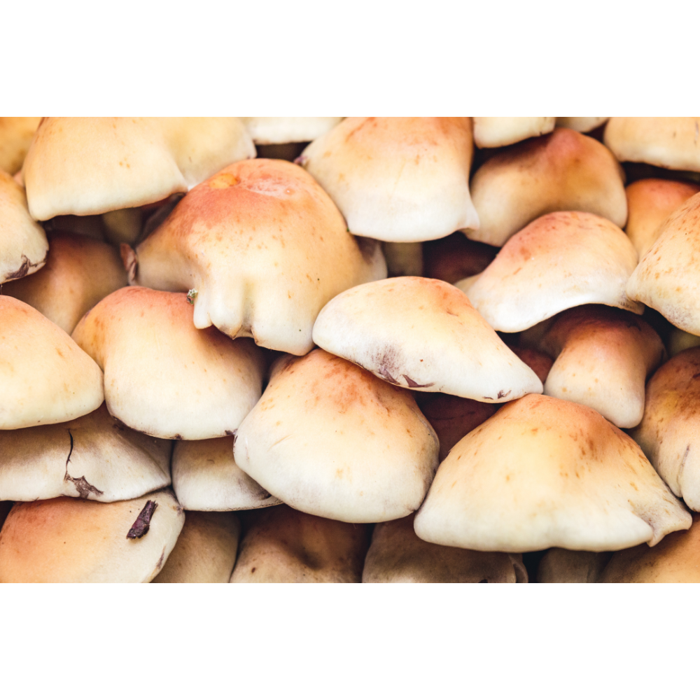 Mushroom Forest Print - Moody Nature Photography Wall Art