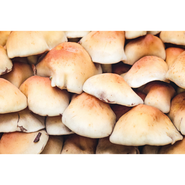 Mushroom Forest Print - Moody Nature Photography Wall Art