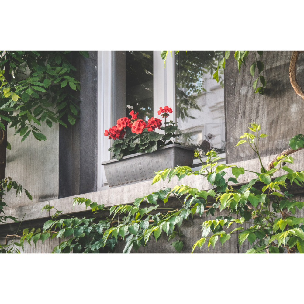 Brussels wall art, Brussels window print, Brussels flower window wall art, Brussels photography print, Belgium wall art, European city poster, floral wall art, fine art photography print, Brussels poster, green botanical wall art