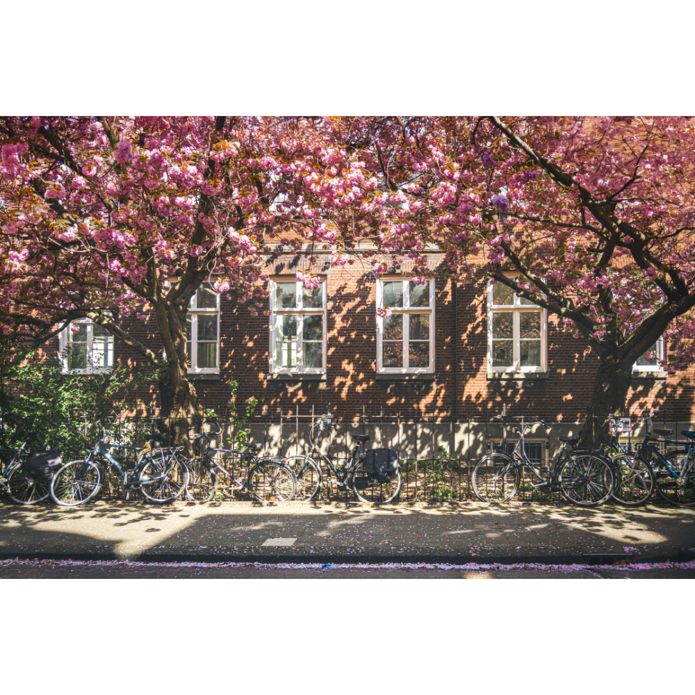 set of 2 Amsterdam wall art, Amsterdam cherry blossom print, Amsterdam canal print, Amsterdam spring wall art, Amsterdam fine art print set, Amsterdam photography print, Amsterdam poster set, spring wall art, Netherlands wall art, Dutch canal wall art