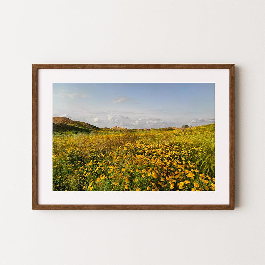 Negev Desert print, Israel spring wall art, desert wildflowers photo, Israeli nature photography, fine art desert poster, spring in Israel print, Negev Israel photography, yellow wildflower landscape, Israel wall art, travel photography print, wilderness wall art, desert photography print, Hahnemühle wall print, Negev nature poster, Israel fine art photography