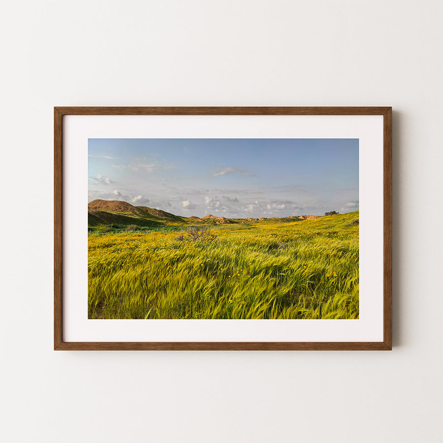 Negev Desert print, Israel wall art, Israel desert photography, spring in Israel wall art, Negev landscape photography, desert poster, fine art photography print, landscape photography print, Israel landscape wall art, minimalist nature print, Negev spring decor, travel wall art, Hahnemühle print, photography of Israel, wilderness photography print