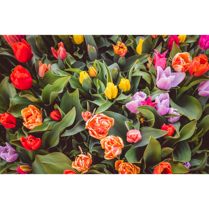 Tulip wall art, Amsterdam floral print, tulips Amsterdam poster, flower market wall art, Dutch tulips photo print, Amsterdam photography print, botanical fine art print, tulips canal wall art, spring floral artwork, Amsterdam flower poster