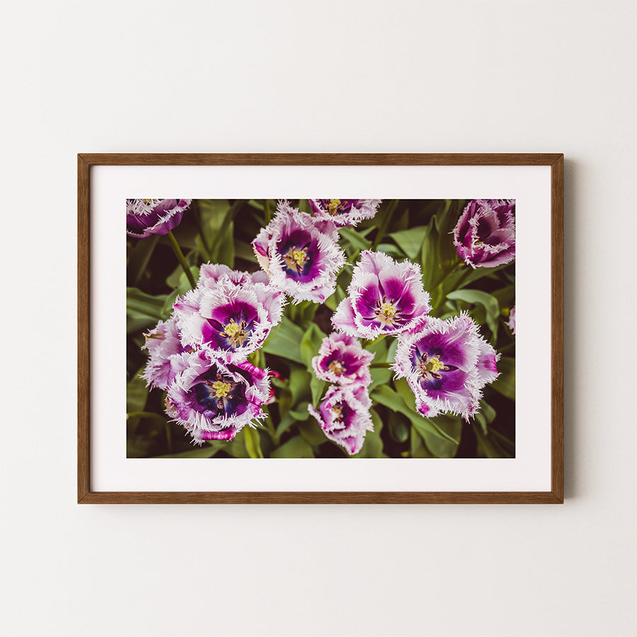 tulip wall art, Keukenhof print, flower poster, floral fine art, Netherlands photography, botanical wall art, spring flowers print, tulip field poster, Dutch flower art, Keukenhof wall decor, fine art photography print, museum-quality print, floral wall art