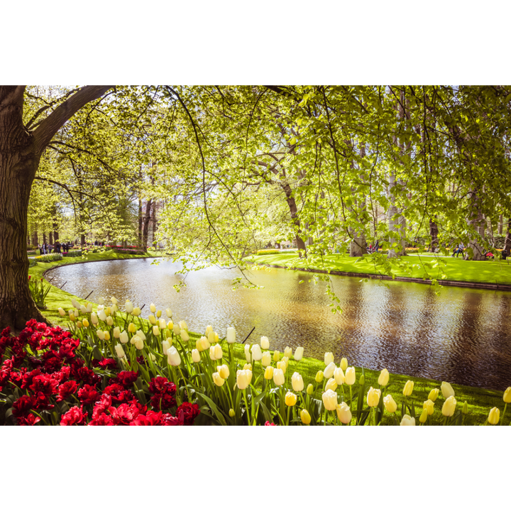 Keukenhof tulips print, tulip field wall art, Dutch flower photography, Holland poster, floral fine art print, spring bloom photo, Netherlands nature print, botanical landscape art, tulip season decor, flower field wall art
