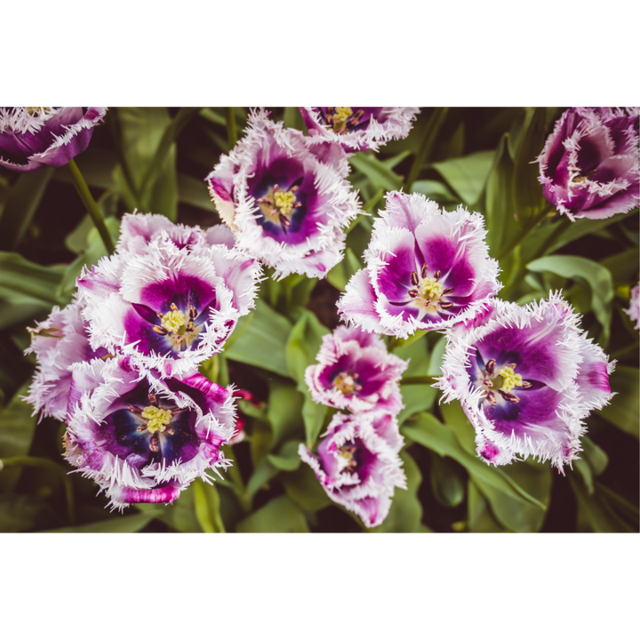 Tulips in Keukenhof - Botanical Wall Art Print