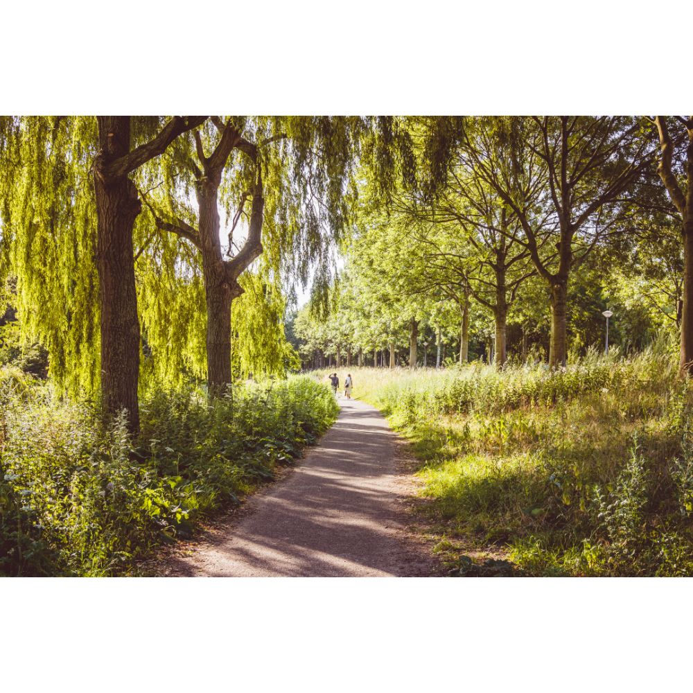 Amsterdam wall art, Westerpark poster, Amsterdam landscape print, Amsterdam fine art, forest photography print, Netherlands wall decor, urban nature photo, tranquil wall art, moody forest print, Amsterdam travel poster